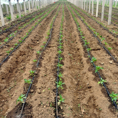 Chinadrip fournit des solutions d'irrigation goutte à goutte rentables
        